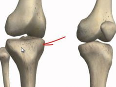 Anatomy of Knee anatomy